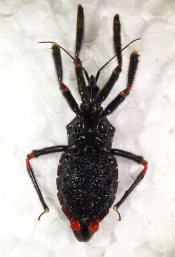 Apiomerus geniculatus